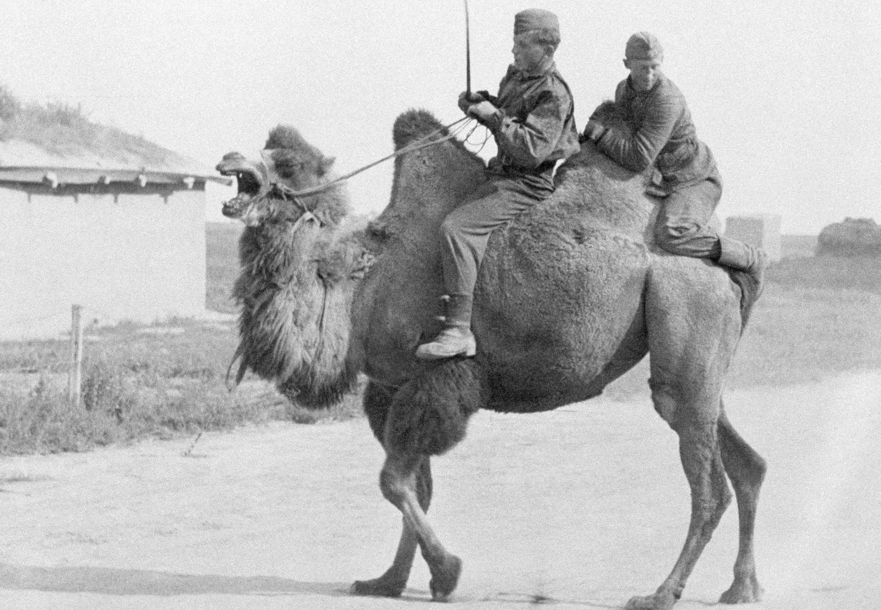 1941: Russia German Army Animals
